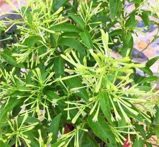 夜來香的養殖方法和注意事項