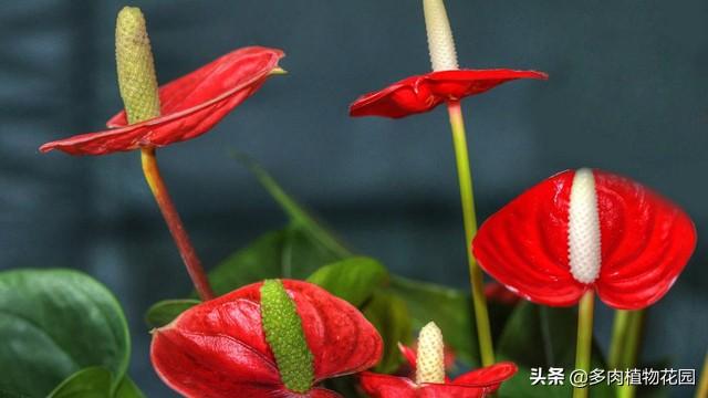 火鶴花怎么養