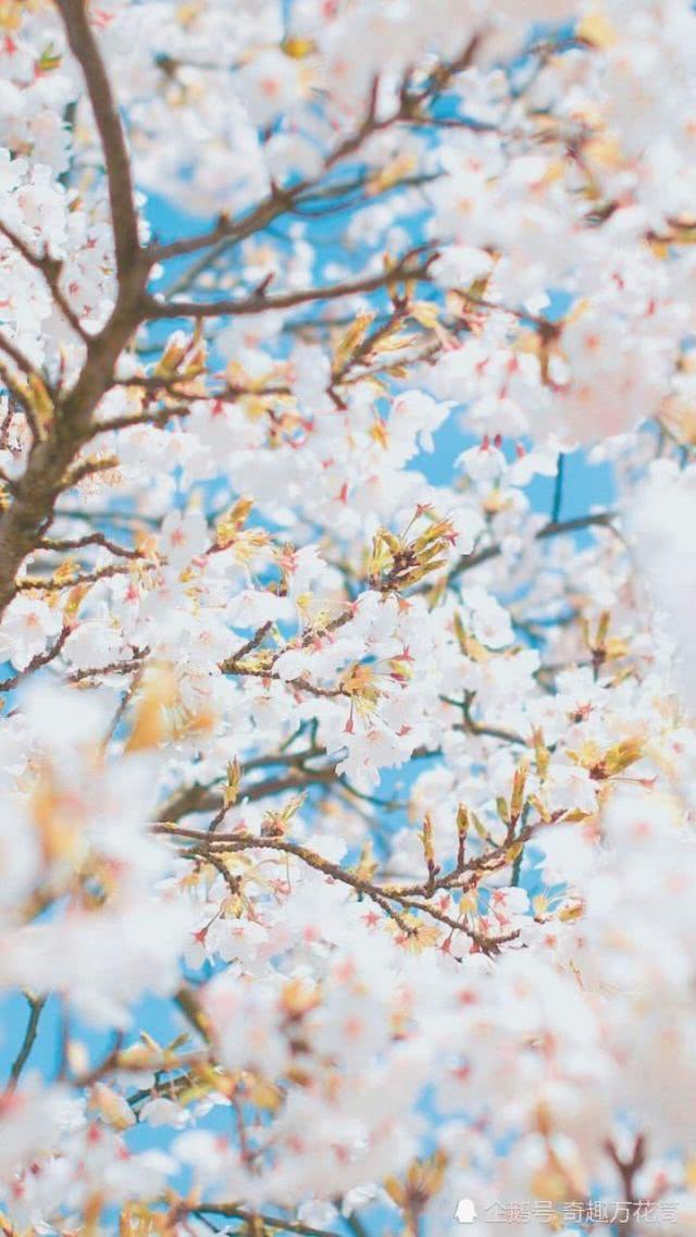陌上花開是什么意思