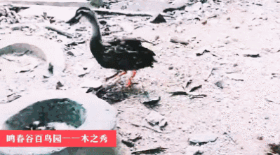 鳴春谷天然大鳥籠