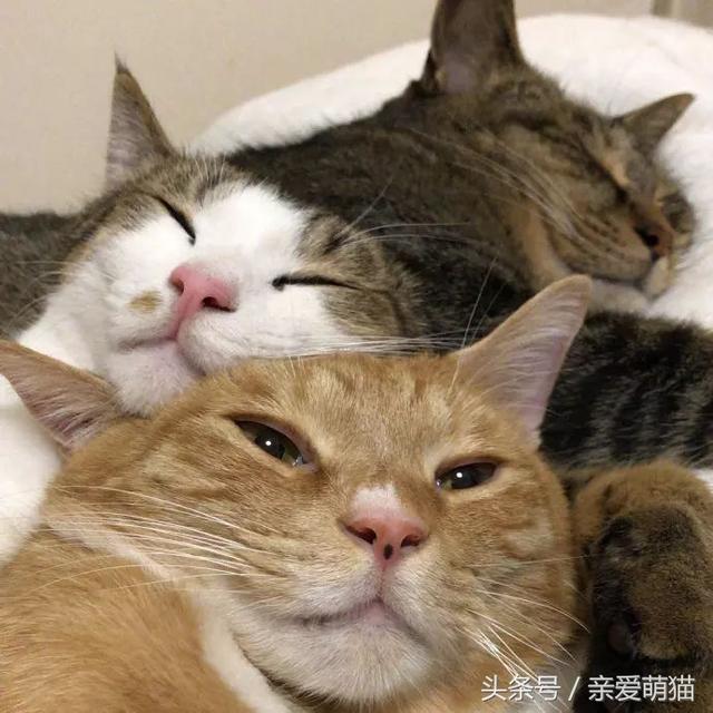 簡州貓與貍花貓區別