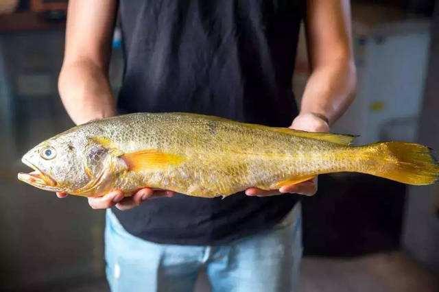 野生大黃魚(yú)多少錢一斤