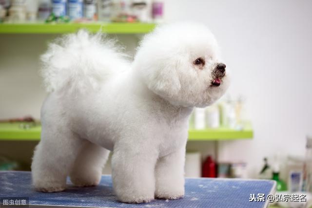 狗狗名字大全洋氣
