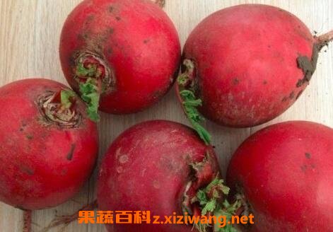 雌性紅蘿卜和雄性區(qū)別