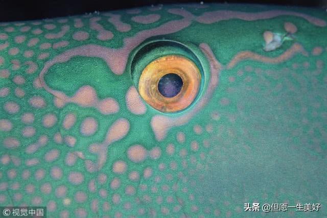 男人左眼跳是什么預兆