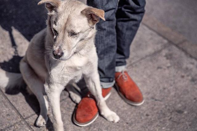 狂犬病為什么會學狗叫