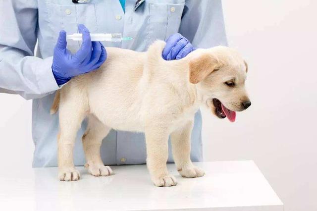 狂犬病發作會學狗叫嗎