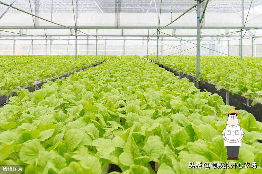 大棚種植什么最賺錢