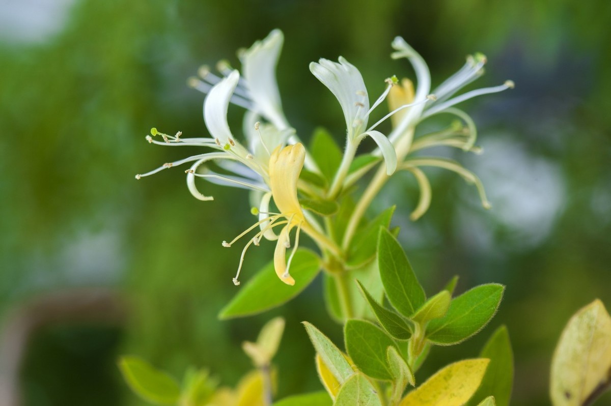 金銀花修剪的簡(jiǎn)易圖