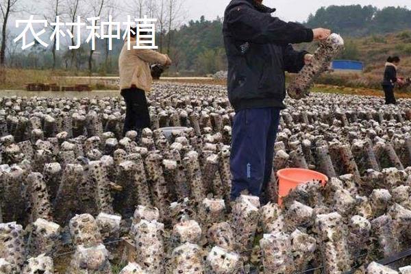 農(nóng)村5萬能做什么生意