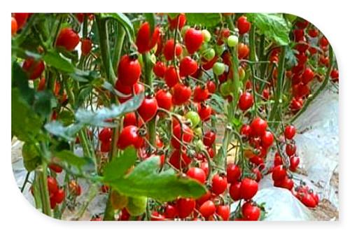 農(nóng)村種植致富好項(xiàng)目