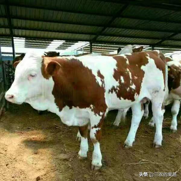 未來5年養(yǎng)豬養(yǎng)牛行情怎么