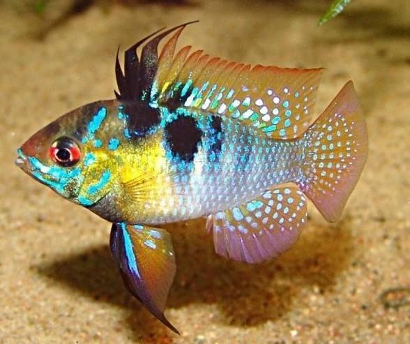 金波子魚好養嗎