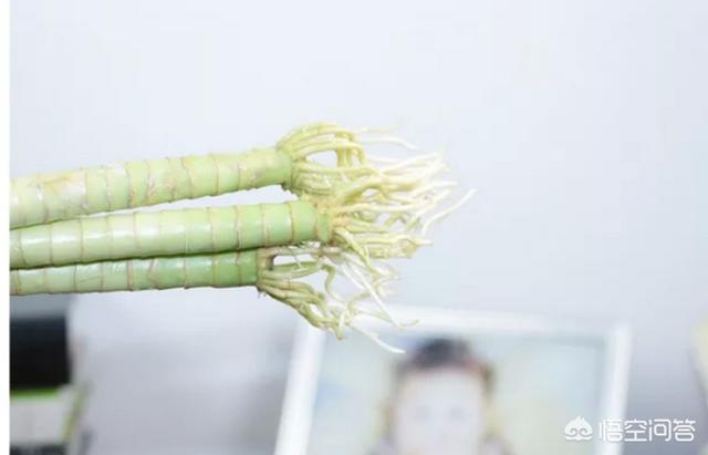 富貴竹怎么水養(yǎng)