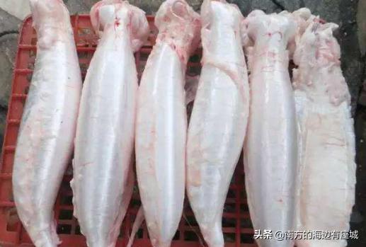 魚膠是魚泡嗎？