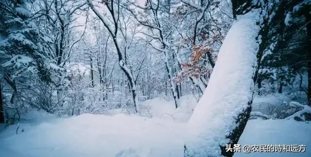千樹萬樹梨花開是什么季節