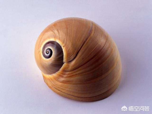 秦統一貨幣的名稱
