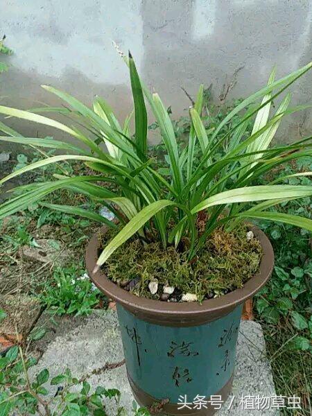 小桃紅蘭花怎么養