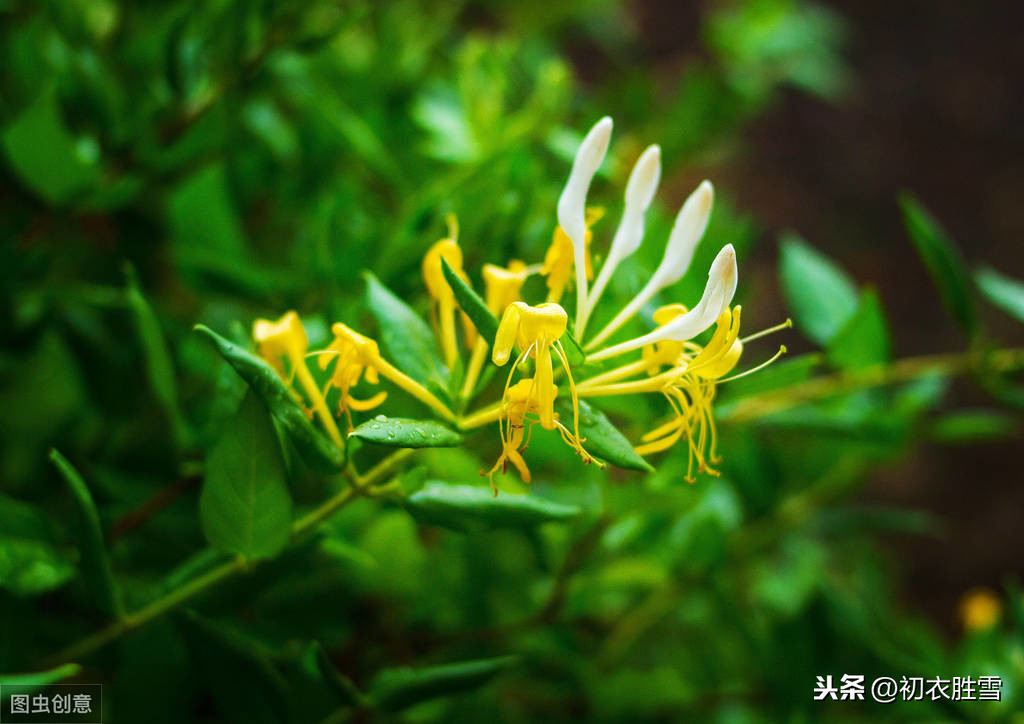 忍冬花是金銀花嗎