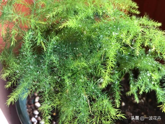 家里養(yǎng)文竹有什么講究？