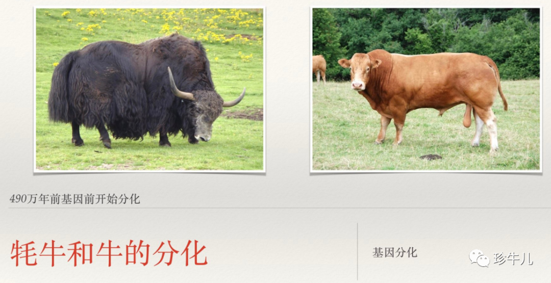 牦牛讀mao還是hao