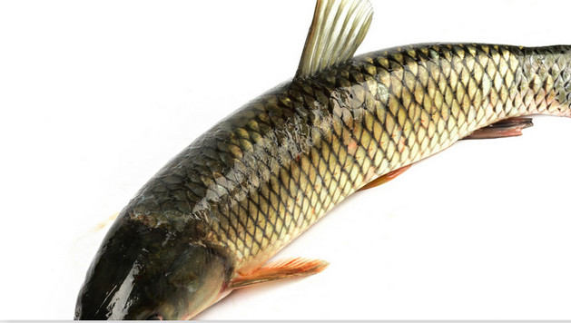 和平精英釣魚(yú)攻略（和平精英釣魚(yú)地點(diǎn)）