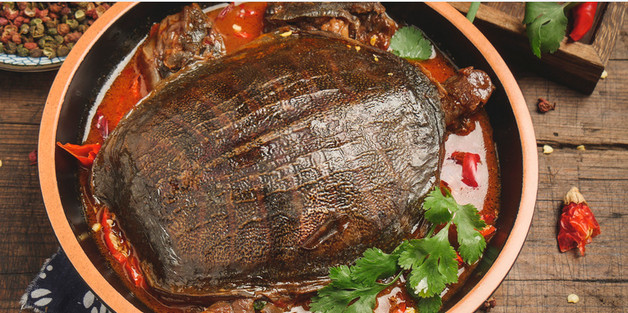 水產(chǎn)養(yǎng)殖甲魚比較賺錢