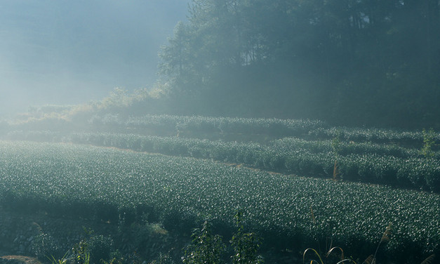 山野茶高山綠茶