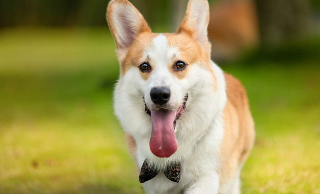 動物之森狐利攻略