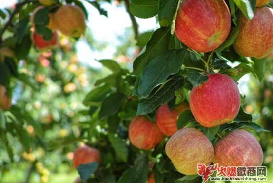 2019年十大靠譜的微商產(chǎn)品盤點(diǎn)