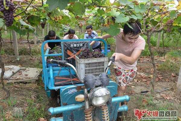 法院干警做微商，朋友圈“吆喝”賣葡萄
